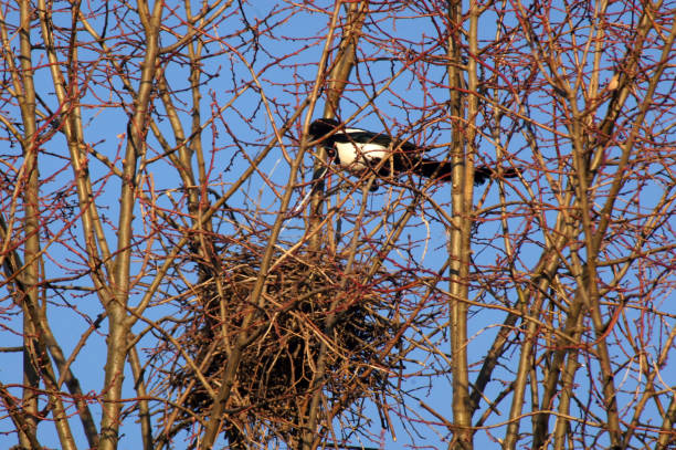 uccello gazza pica pica durante la nidificazione - gazza ladra foto e immagini stock