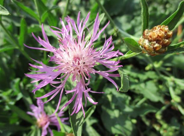 коричневые кнапвиды на солнце - meadow single flower bud cornflower стоковые фото и изображения