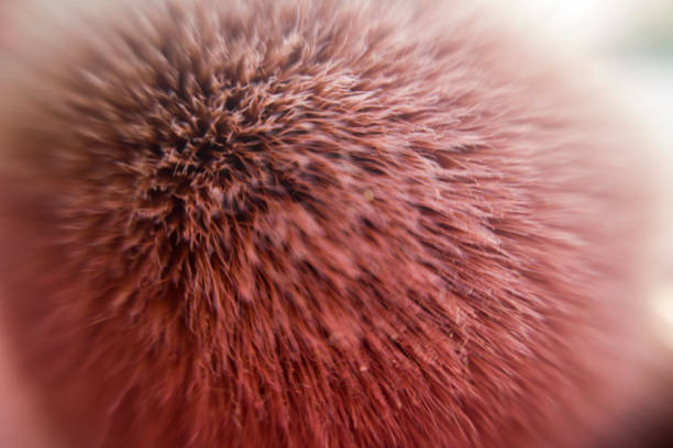 istock macro shot of make up brushes 1215295706