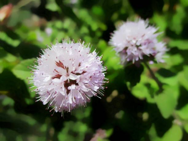 водяная мята (mantha aquatica) цветы - riverbank marsh water pond стоковые фото и изображения