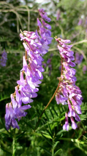 istock Two flowers of tufted vetch (vicia cracca) 1215296642