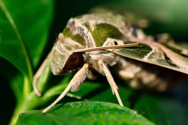 Photo of Oleander hawk-moth on green leaf