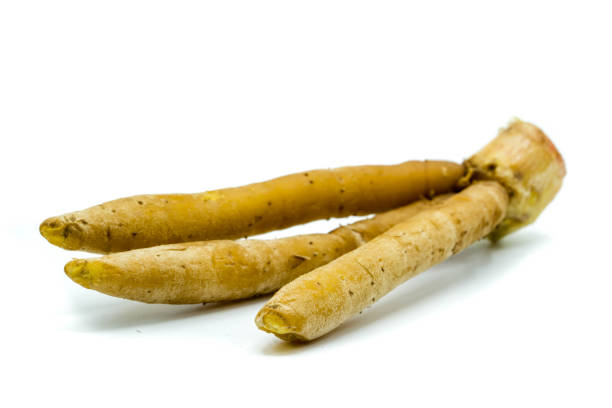 Tumicuni galingale krachai root isolated on white background