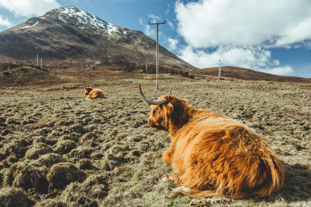 istock Highland Cattle laying in a field in Scotland 1215297041