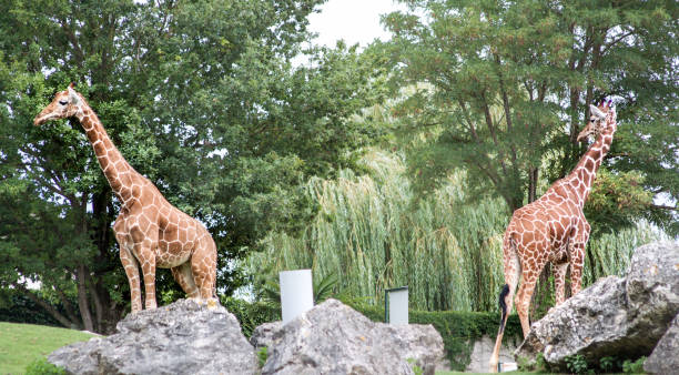 istock Two Giraffes on natural place 1215297707