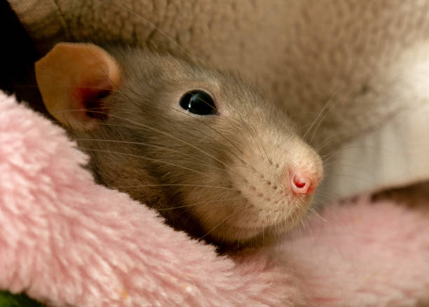 istock Cute brown pet rat sleeping in her bed 1215297992