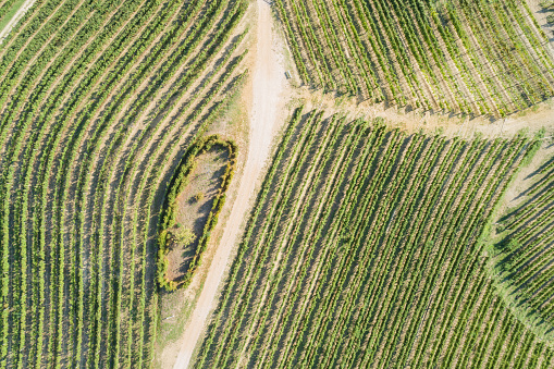 Drone Aerial View of Vineyard in Collio region in Friuli Venezia Giulia, Italy