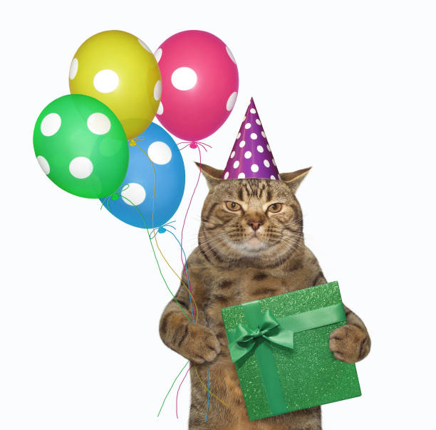istock Cat celebrates his birthday 1215298286
