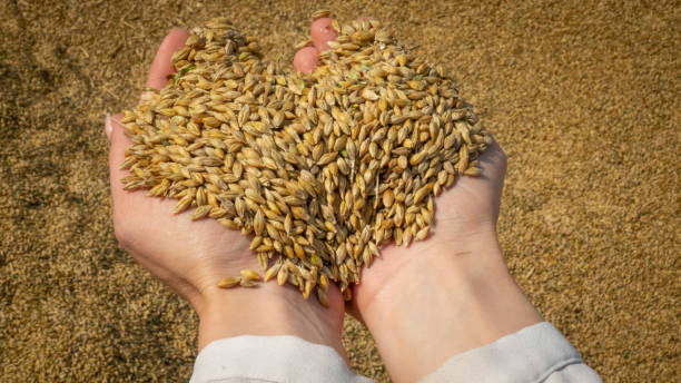 Golden grains in a woman's hands stock photo