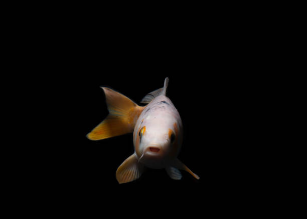 Koi fish at a resort on  Maui, Hawaii