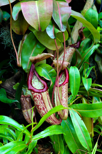 istock Tropical plant in Cloud Forest Singapore 1215300729