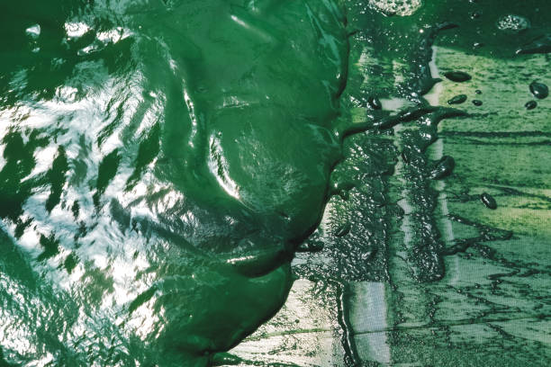 Spirulina farm. Algae farming for dietary supplement production. Algae farm harvesting