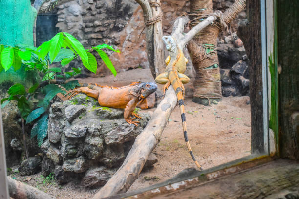 istock Lizard of wild life crawling on trees 1215301100