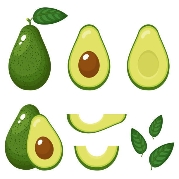 Set of fresh whole, half, cut slice and leaves avocado isolated on white background. Summer fruits for healthy lifestyle. Organic fruit. Cartoon style. Vector illustration for any design. Set of fresh whole, half, cut slice and leaves avocado isolated on white background. Summer fruits for healthy lifestyle. Organic fruit. Cartoon style. Vector illustration for any design. avocado stock illustrations