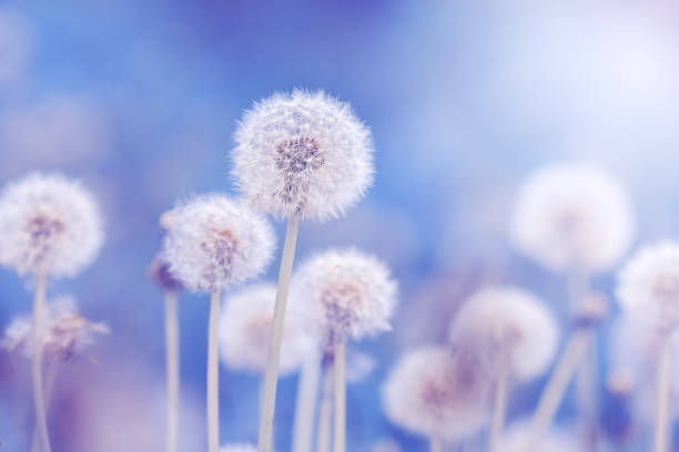 istock Soft fluffy dandelions in the sunlight on a blue toned background. Beautiful spring nature. Selective focus. 1215302362