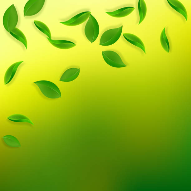 istock Falling green leaves. Fresh tea neat leaves flying 1215302398
