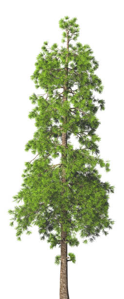 istock Evergreen tall coniferous pine tree on a white insulating background on high resolution. 3D stock illustration. 1215303053