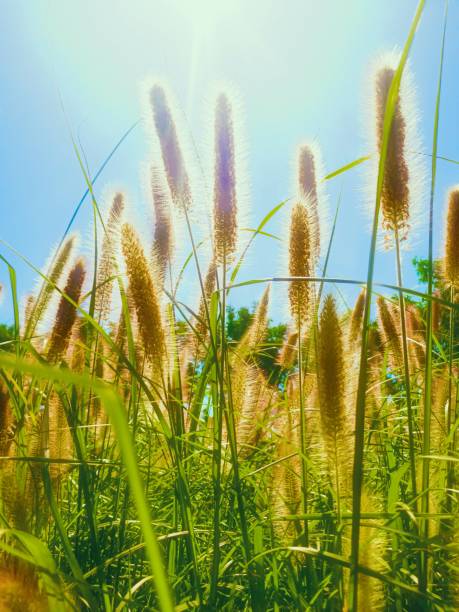 istock Fountain grass flower in outdoor sunlight 1215303443