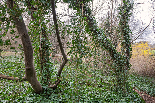 Trees overgrown with common ivy in Valby Parken. This is a public park in Copenhagen build on a former garbage dump and today a popular park in a part of the city where many people live.