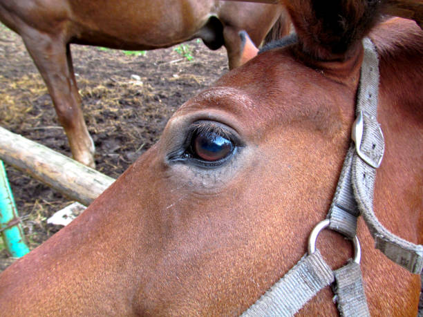 istock Horse portrait. 1215304342
