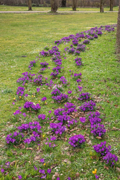istock Row of crocus in a park 1215304352
