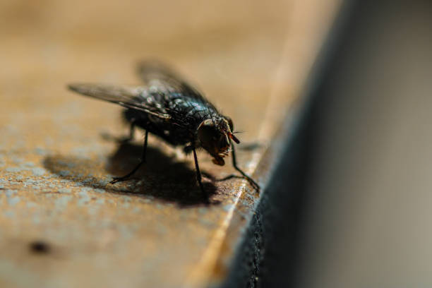 house fly bluebottle - fly housefly ugliness unhygienic imagens e fotografias de stock