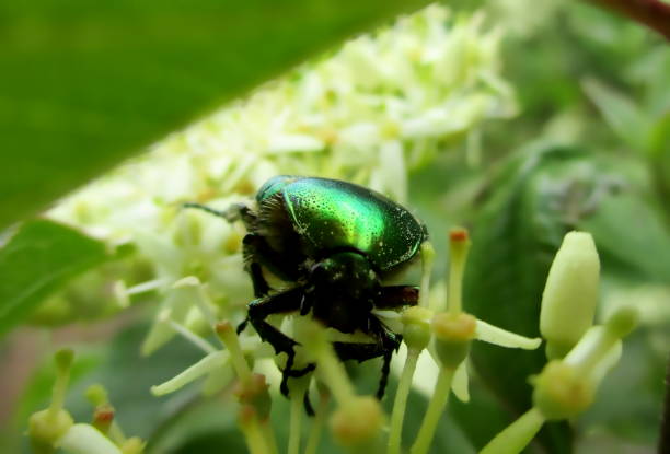 Rose chafer beetle on a bloody dogwood Close-up of a golden ketone or rose hanneton (cetonia aurata) metallic green, feeding on a white blood dogwood flower. Vegetation of the bush blurred in the background. Saône et Loire, Burgundy, France, Western Europe. Summer 2019. cornus sanguinea stock pictures, royalty-free photos & images