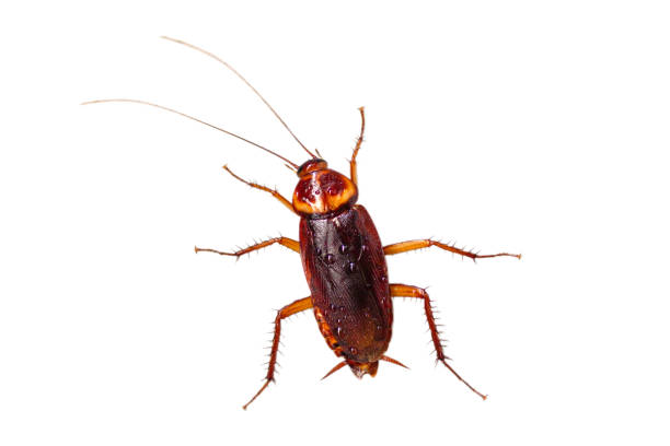 istock Cockroach have condensation on the body isolate on white background. 1215304881