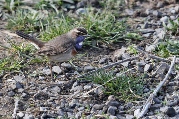 istock Bluethroat.... Blue Throat... Luscinia Svecica 1215305542