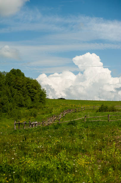 istock Blue sky with clouds above the trees in green forest 1215307987