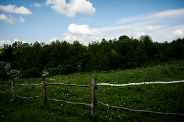 Wild vines suffocating the trees