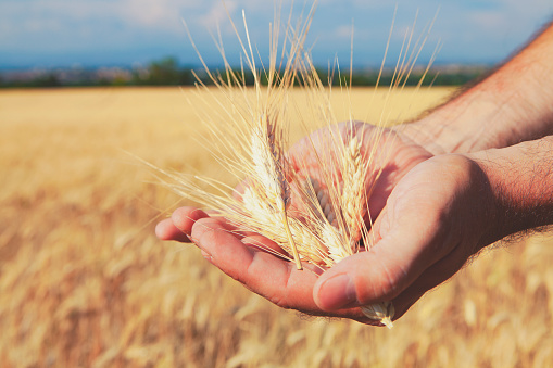 Close up on Ears of Wheat in farmer's hands with barley field in background