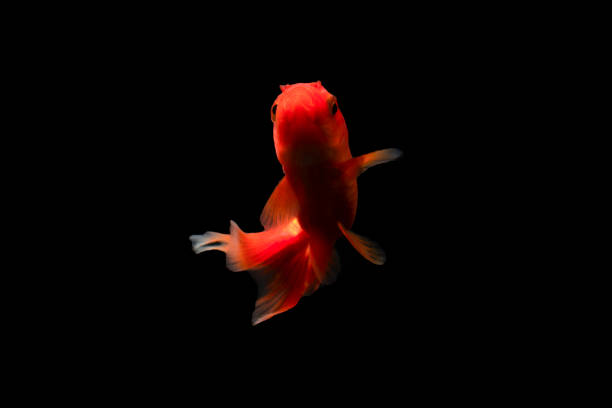 istock Beauty Goldfish Carasius auratus swimming 1215308708