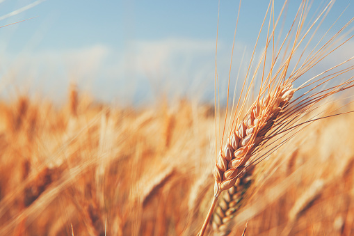 De cerca en Orejas de trigo en primer plano con campo de cebada photo