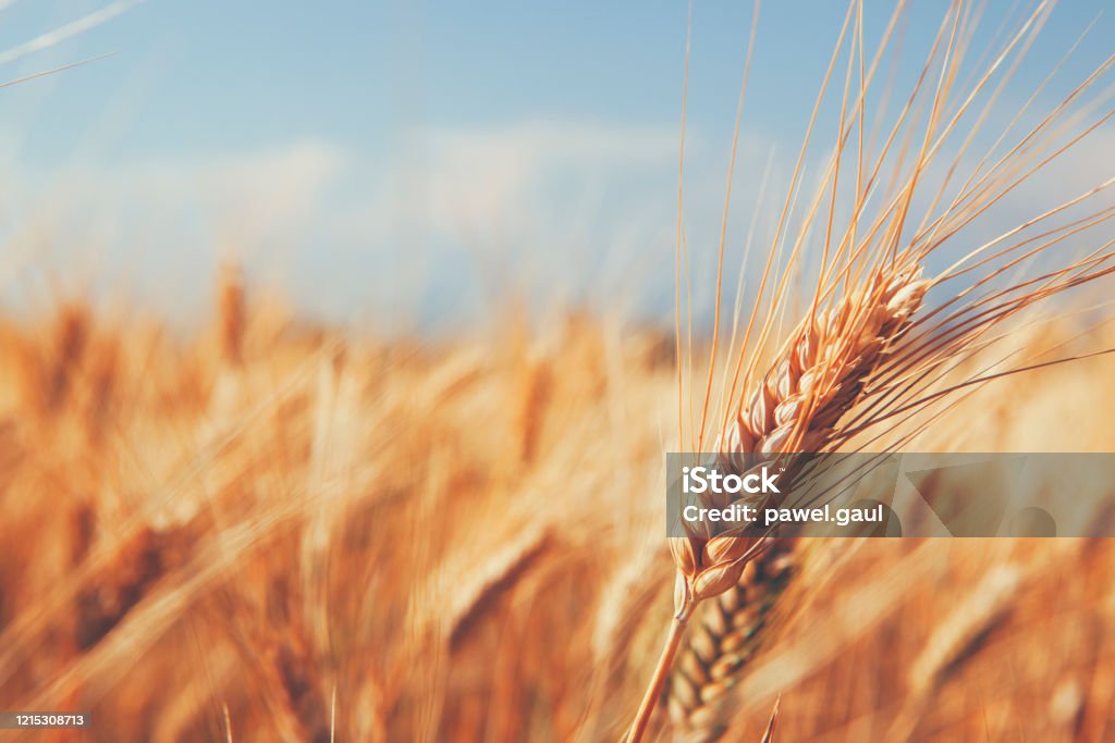 Close up on Ears of Wheat in foreground with barley field Wheat Stock Photo