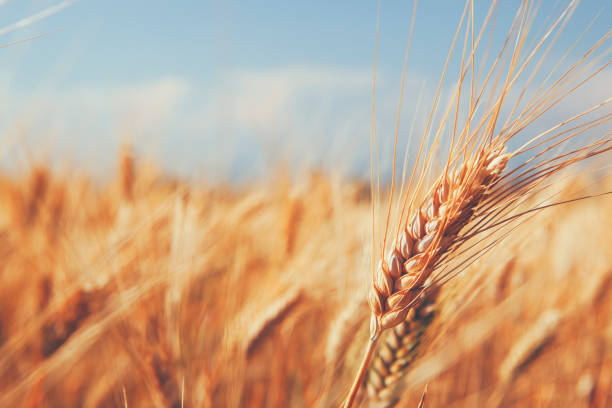 Close up on Ears of Wheat in foreground with barley field stock photo