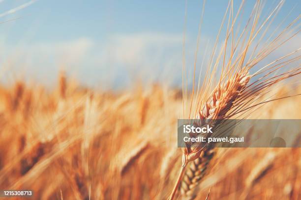 Close Up On Ears Of Wheat In Foreground With Barley Field Stock Photo - Download Image Now