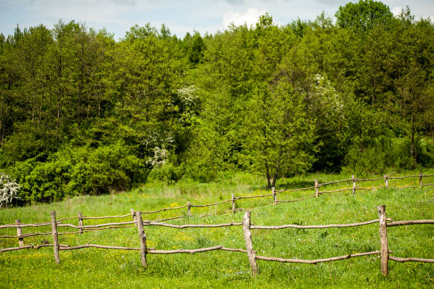 istock Blue sky with clouds above the trees in green forest 1215308755