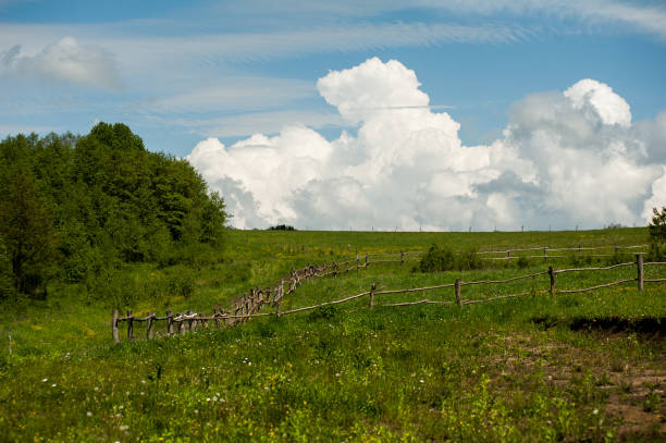 istock Blue sky with clouds above the trees in green forest 1215308769