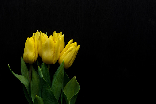 Tulip, Yellow, above