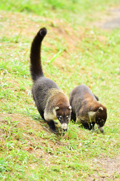 istock Two Coati, one with tail up, foraging as they move towards camera 1215310153