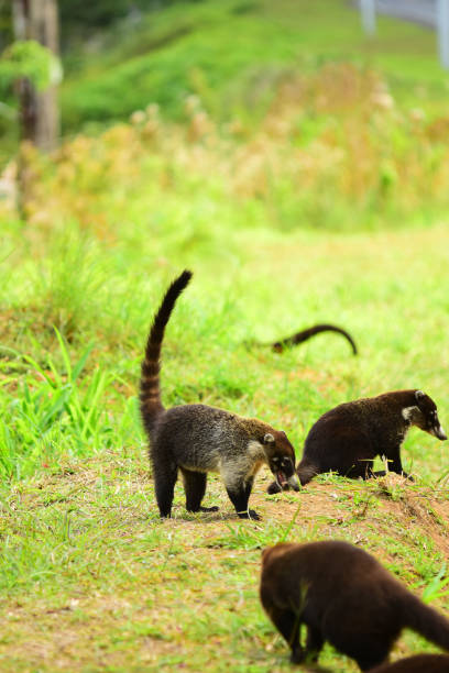 istock Three Coati, one with tail up, foraging in grass 1215310162