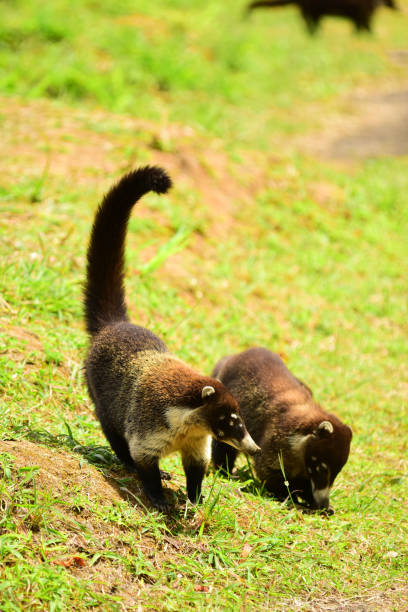 istock Two Coati, one with tail up as they move towards camera 1215310277