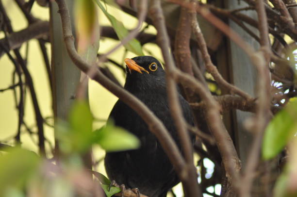 istock Male Blackmeal in Bollate (Mi) 1215310494