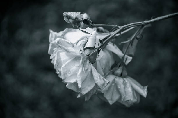 Black and White image of a rose, covered by water drops.