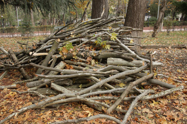autumn pruning. in the autumn, branches are cut for better tree growth