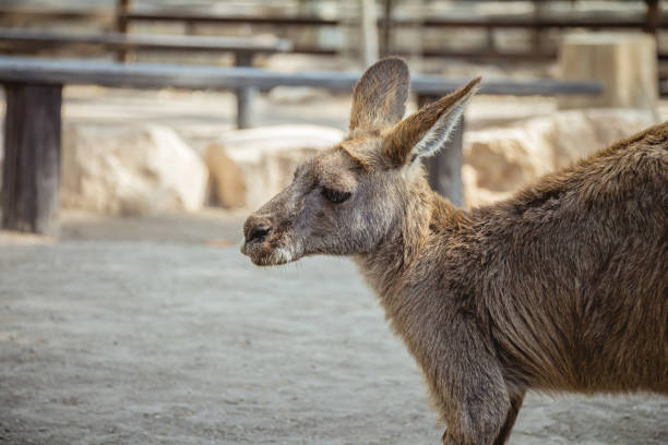 istock Close up side view of a kangaroo 1215313782