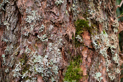 Moss and lichen growing on a tree's bark near Hanmer Springs in New Zealand.
