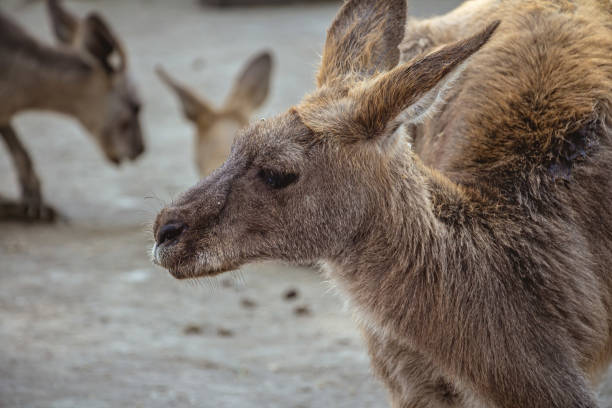 istock Close up side view of a kangaroo 1215313791
