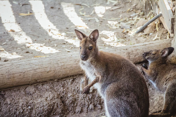 istock Red-necked wallaby in the zoo 1215313804